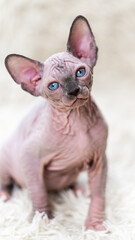 Portrait of purr Canadian Sphynx Cat kitten with big blue eyes looking at camera, sitting on white carpet background with long pile. Close-up view of hairless female kitten blue mink with white color