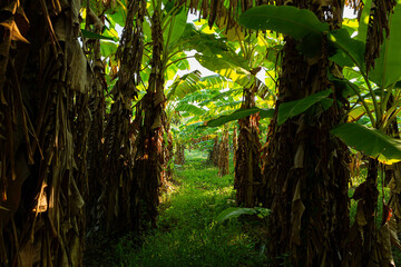 Landscape of a field of banana trees in the middle of the jungle 