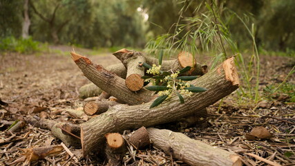 olive logs in the grove