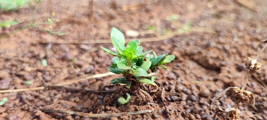 sprout in the ground