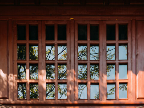 Reflection Of Tree On Glass Window