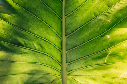 tropical leaf