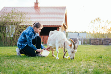 Teenager girl milking goat in farm.