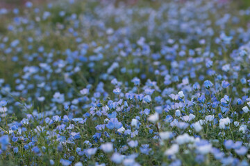 ネモフィラの花畑