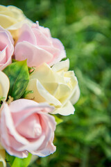 Close-up of rose yellow flowers, phone screensaver