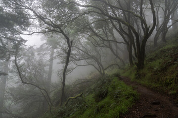 Mystery wet forest drowned in strong mist