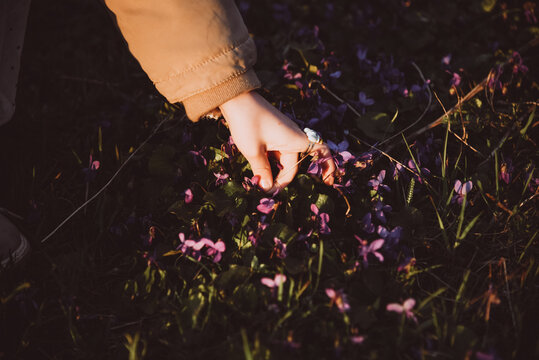 flowers
