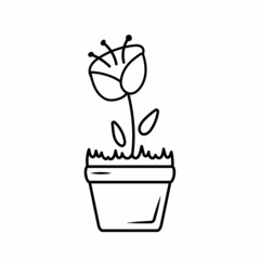Hand drawn  flower in a vase. Home plant in sketch style. Vector illustration isolated on white background. Stylish house flower for design wedding and greeting card in simple linear style.