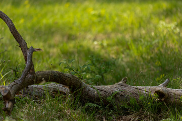 Natur Foto  liegender Baum im Gras