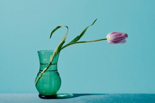 glass vase with a violet tulip on a table