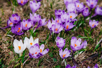 A bush of the first flowers of snowdrops and crocuses in the meadow among streams against the backdrop of a snow-covered mountain and forest. Concept beauty of nature.