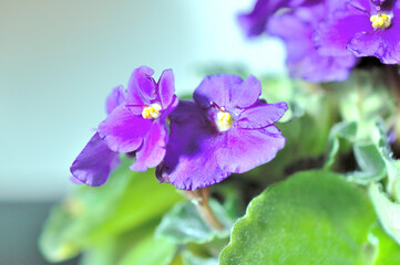 Obraz premium 紫色のセントポーリアの花