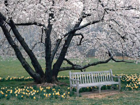 Landscape cherry blossoms daffodils jonquils bench National Arboretum