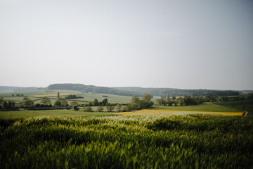 View over the wheat field in the direction of Münzenberg and Münzenberg Castle in the Wetterau region of Hesse. In between is a field of rapeseed.