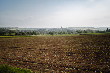 Fototapeta na wymiar View of the village muschenheim, hesse, germany. In the foreground a field with growing plants in spring. Along the cultural-historical hiking trail.