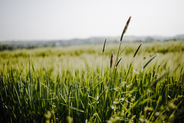 Focus on meadow foxtail. In the background a green meadow with blurred backround.