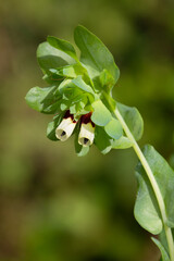 Macrophotographie de fleur sauvage - Cerinthe - Cerinthe major