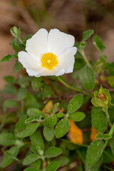 Macrophotographie de fleur sauvage - Ciste &agrave; feuilles de sauge - Cistus salvifolius