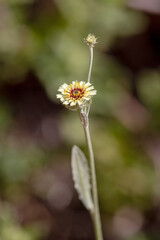 Macrophotographie de fleur sauvage - Tr&eacute;pane en ombelle - Tolpis umbellata