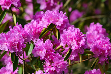 Blooming hybrid Azalea Rhododendron hybridum selection. Purple azalia blossom closeup. - obrazy, fototapety, plakaty