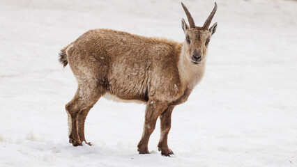 Ibex in mountain landscape  with snow in Vercors, France