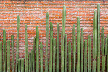 Green cactus lined up in front of a red brick wall in Oaxaca