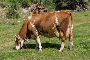 Naklejka na ściany i meble Grazing cows Val Venosta, South Tyrol Italy
