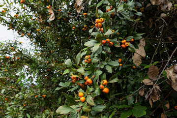 Landscape of tejocote  hawthorns fruit on a trees