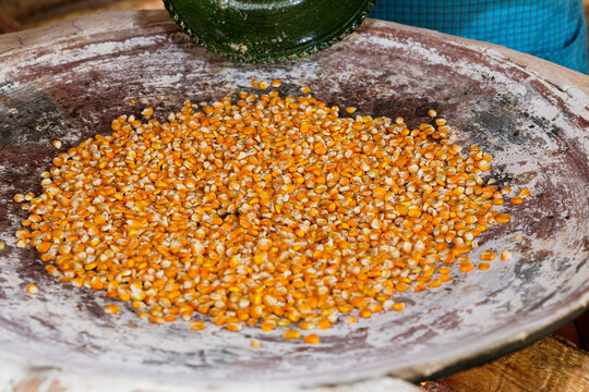 Yellow corn kernels on a clay comal