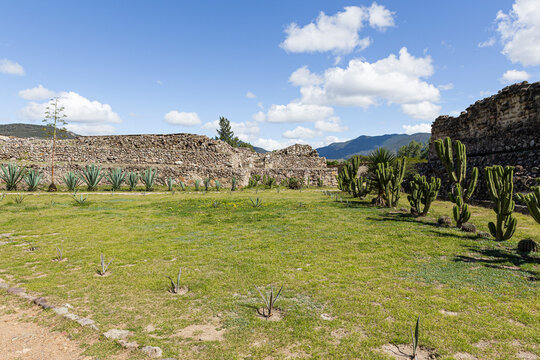 Grass cactus and agaves in the archaeological zone of Mitla 