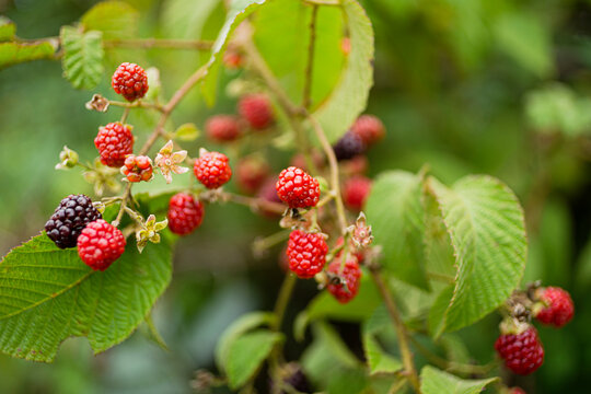 Closeup of a wild blackberry with a blurred background 
