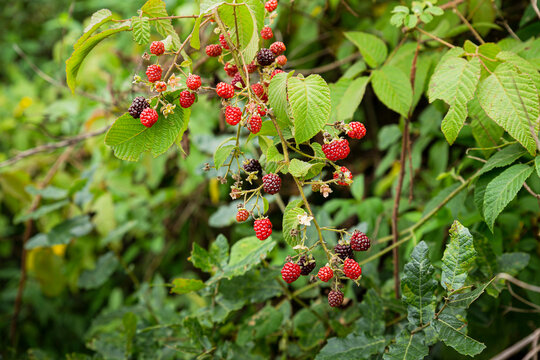 Wild blackberry and raspberry with a blurred background 