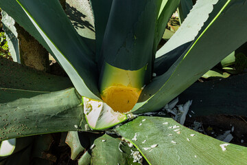 Closeup to the hole of a pulquero agave plant to obtain pulque