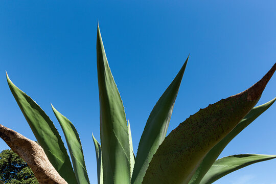 Closeup to the leaves of a pulquero agave with a clear blue sky