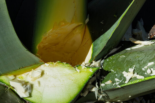Closeup to the hole of a pulquero agave plant 
