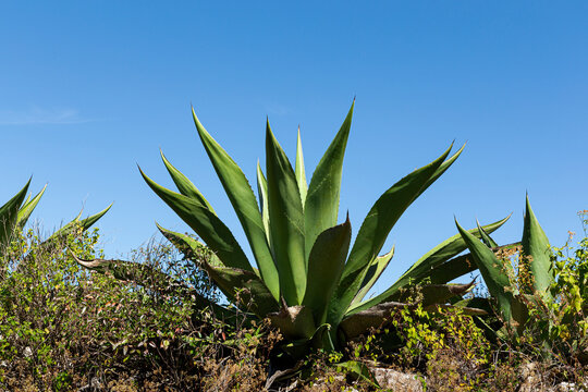 Agave pulquero in the middle of a beautiful blue clear sky