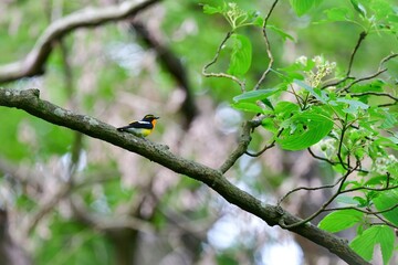 初夏の軽井沢等高原の森で見られる黄色とオレンジが美しい小鳥キビタキ