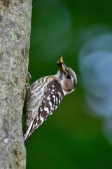 公園等で見られる身近なかわいい小鳥子育て中のコゲラ