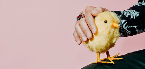 petting a yellow teddy chick, banner format
