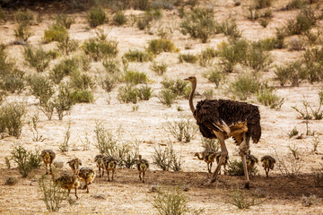 African Ostrich female with pack of chicks in Kgalagadi transfrontier park, South Africa ; Specie Struthio camelus family of Struthionidae