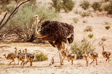 African Ostrich female with pack of chicks in Kgalagadi transfrontier park, South Africa ; Specie...