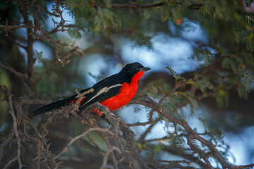 Crimson breasted Gonolek standing in a bush in Kgalagadi transfrontier park, South Africa; specie Laniarius atrococcineus family of Malaconotidae