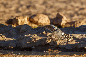 Gabar Goshawk  flying over waterhole in Kgalagadi transfrontier park, South Africa; specie  Micronisus gabar family of Accipitridae