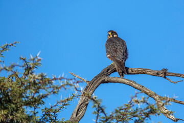 Obraz premium Lanner Falcon standing on a branch isolated in blue sky in Kgalagadi transfrontier park, South Africa; specie Falco biarmicus family of Falconidae