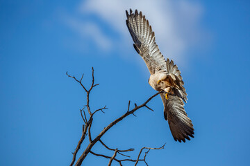Lanner Falcon taking off spread wings isolated in blue sky  in Kgalagadi transfrontier park, South Africa; specie Falco biarmicus family of Falconidae
