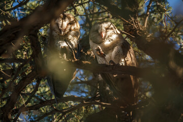 Western Barn owl couple hidding in a tree in Kgalagadi transfrontier park, South Africa; specie...