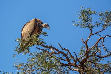 White backed Vulture isolated in blue sky in Kgalagadi transfrontier park, South Africa ; Specie Gyps africanus family of Accipitridae