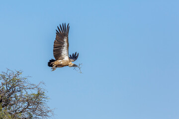 White backed Vulture in flight carrying branch for nest in Kruger National park, South Africa ; Specie Gyps africanus family of Accipitridae