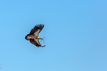Obraz premium White backed Vulture in flight carrying branch for nest in Kruger National park, South Africa ; Specie Gyps africanus family of Accipitridae