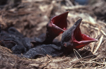 Newborn nestling American crows (Corvus) on prairies in southeas